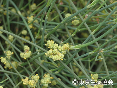 Ephedra sinica，Ephedra intermedia，