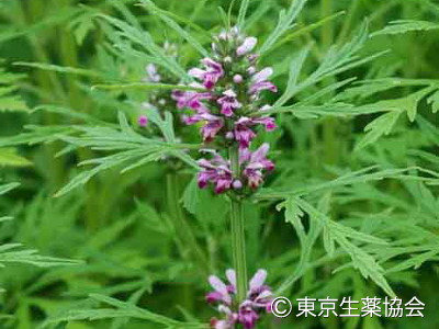 メハジキ，Leonurus sibiricus