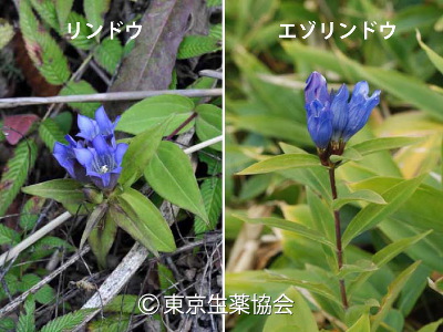 トウリンドウ，Gentiana manshurica，Gentiana triflora