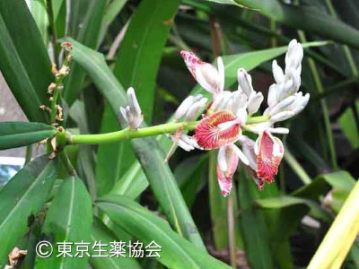 Alpinia officinarum