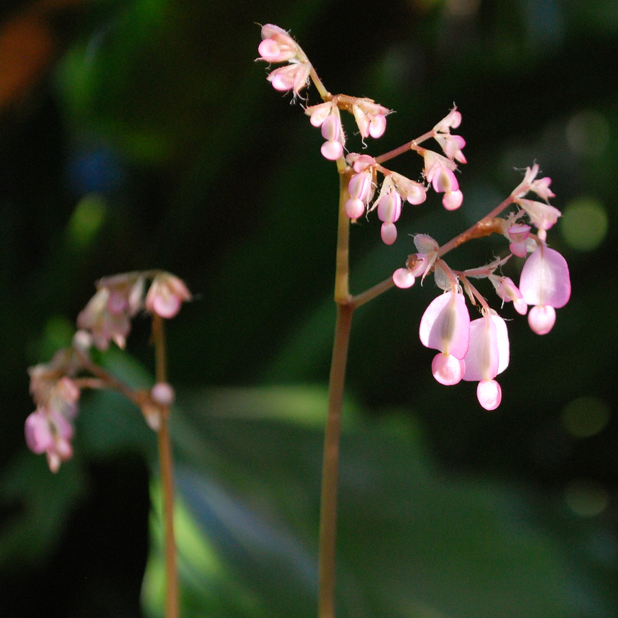 Begonia x erythrophylla