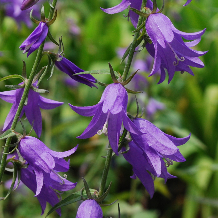 Campanula rapuncloides