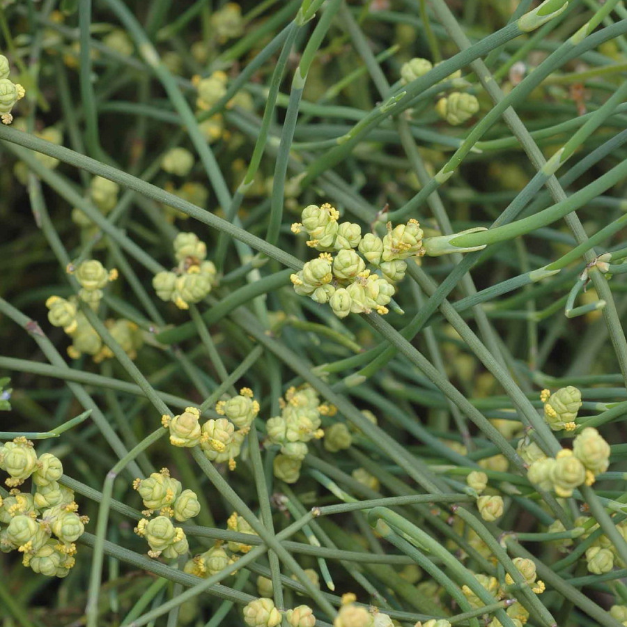 Ephedra sinica