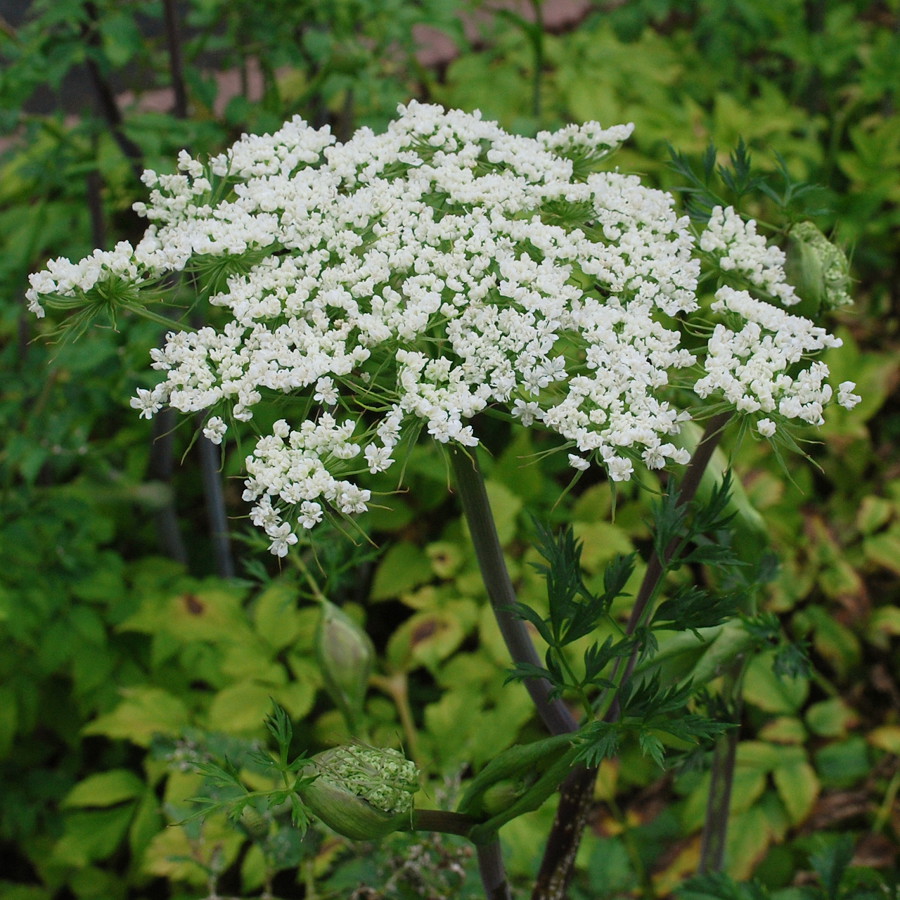 Ligusticum sinense