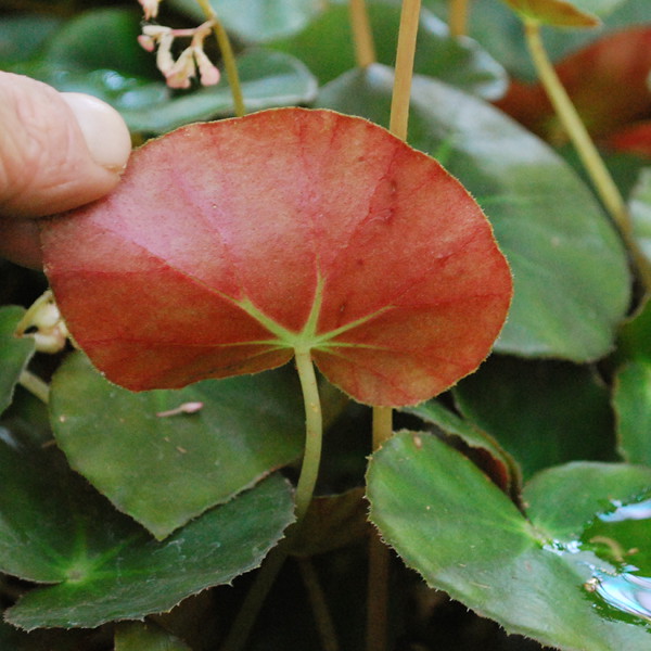 Begonia x erythrophylla