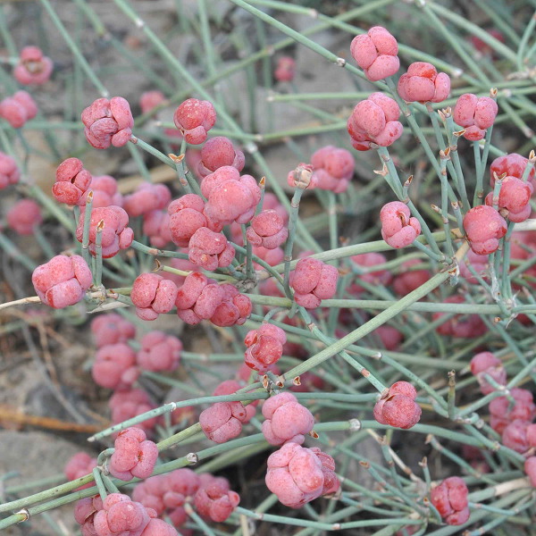 Ephedra sinica